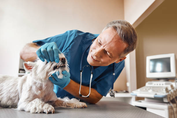 Best Urgent Dental Care in Corning, IA